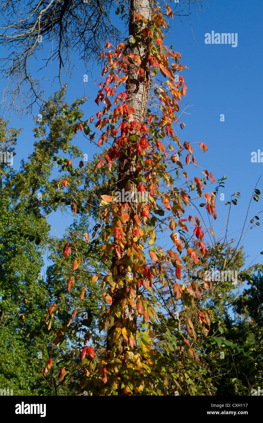 Vigneti attorno a un albero in autunno autunno colori colori. Foto Stock