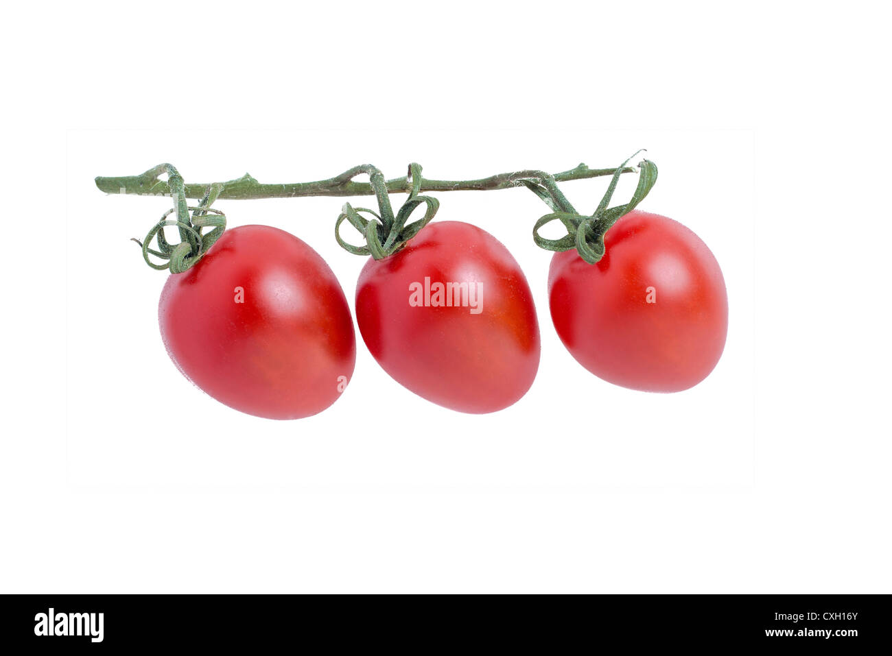 Mini o un cocktail di pomodori a forma di uovo sulla vite Foto Stock