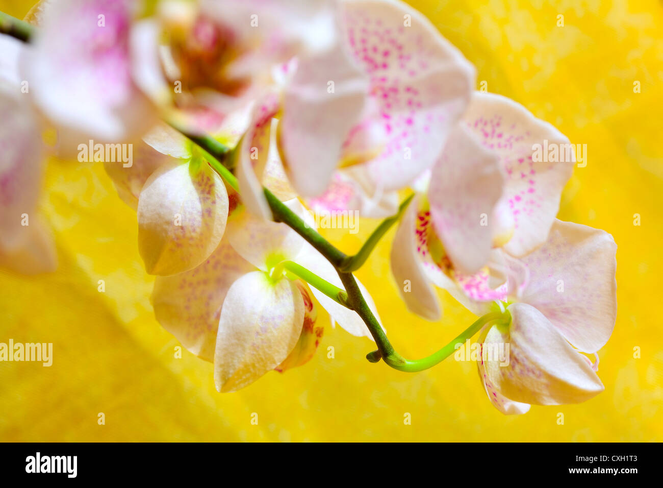 Close up di un fiore di orchidea su sfondo giallo Foto Stock