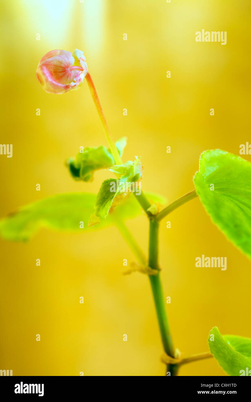 In prossimità di una giovane pianta di geranio con fiore su sfondo giallo Foto Stock