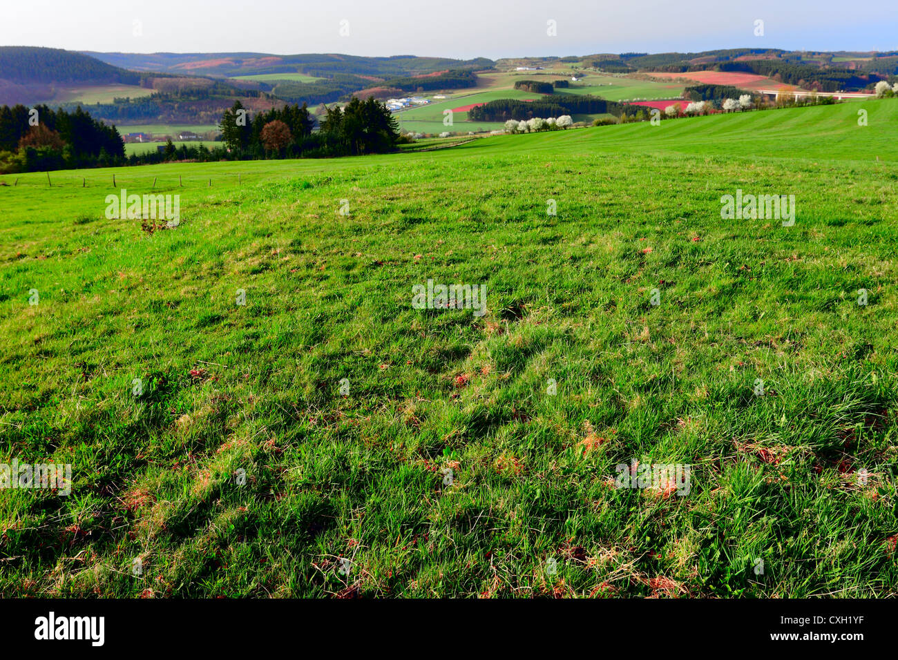 Paesaggio agricolo in inizio di mattina di sole, vicino a Prüm, Renania-Palatinato, Germania. Foto Stock