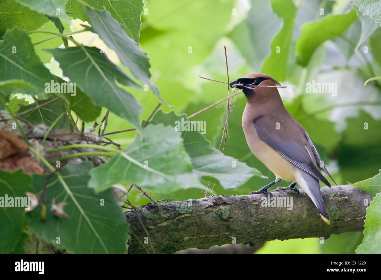 Cedar Waxwing uccello songbird appollaiato con materiale Nest Foto Stock