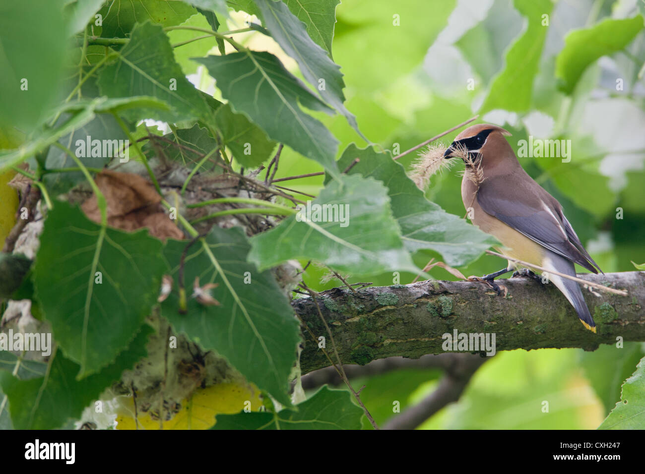 Cedar Waxwing uccello songbird appollaiato con materiale Nest Foto Stock