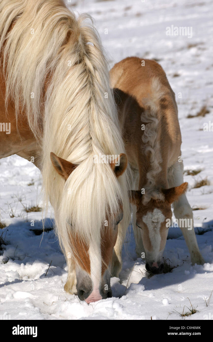 Cavalli avelignesi nella neve Foto Stock