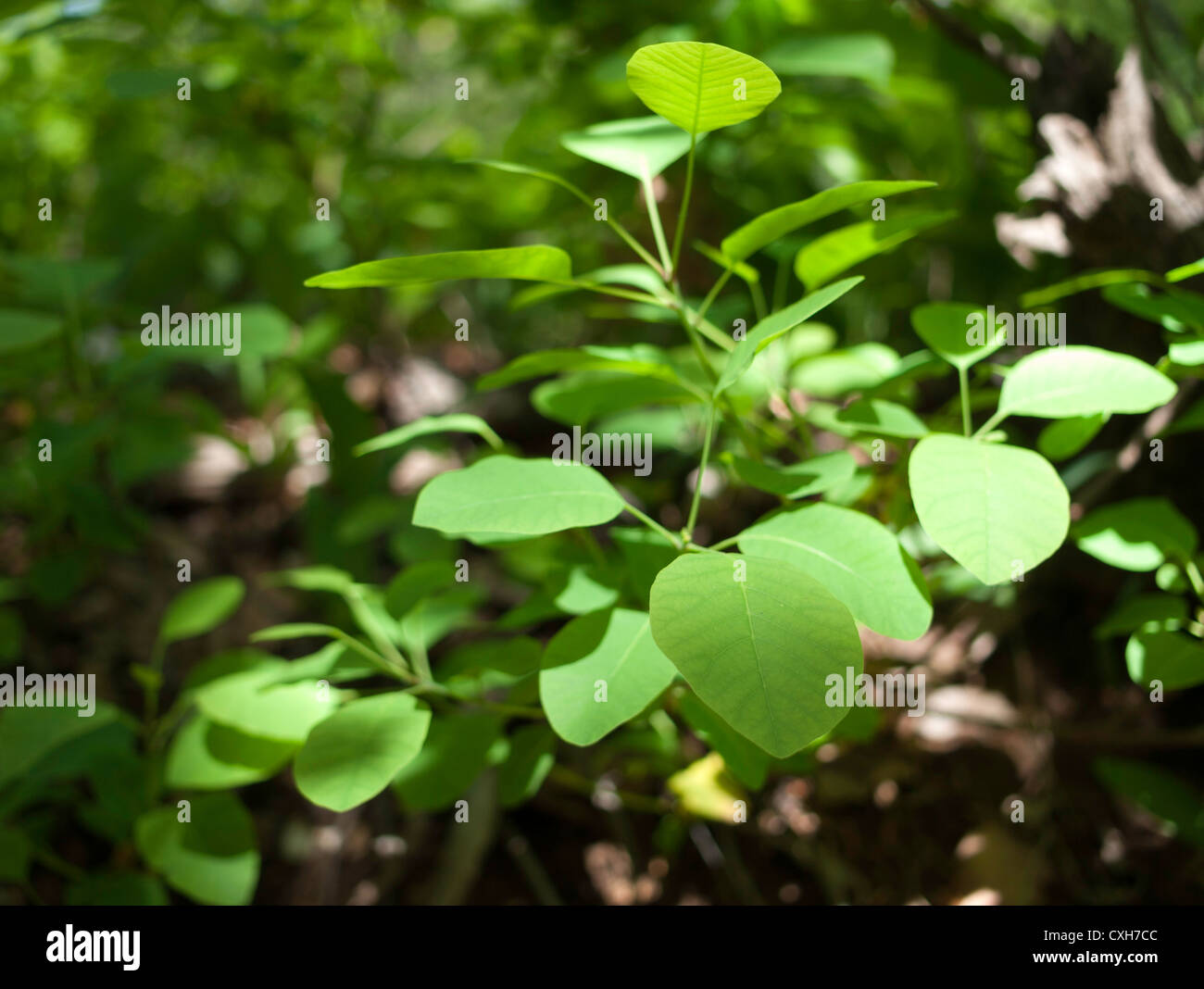 Impianto soleggiato leafs Foto Stock