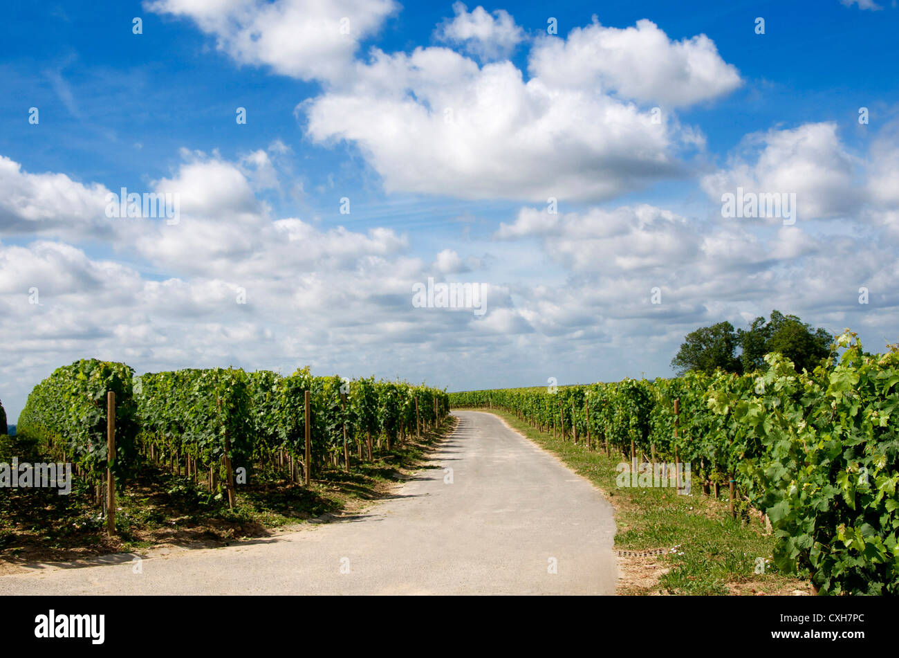 Vigneto di Saint-Emilion. Gironde. Nouvelle Aquitaine. Francia. Europa. Foto Stock