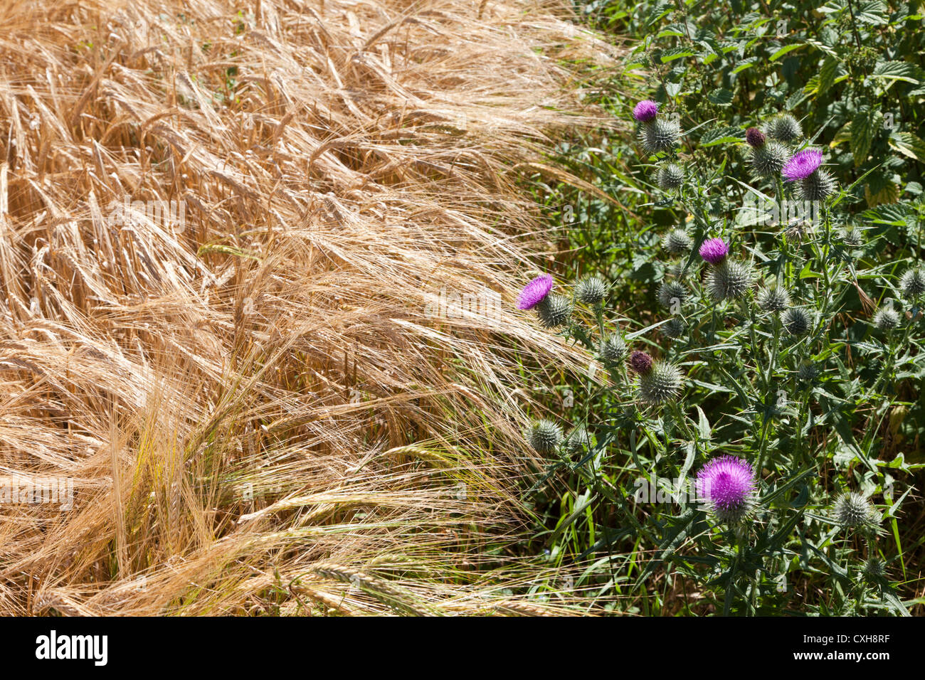 Cardi fioritura accanto alla maturazione di orzo in Cotswolds vicino Hawkesbury, South Gloucestershire, Regno Unito Foto Stock