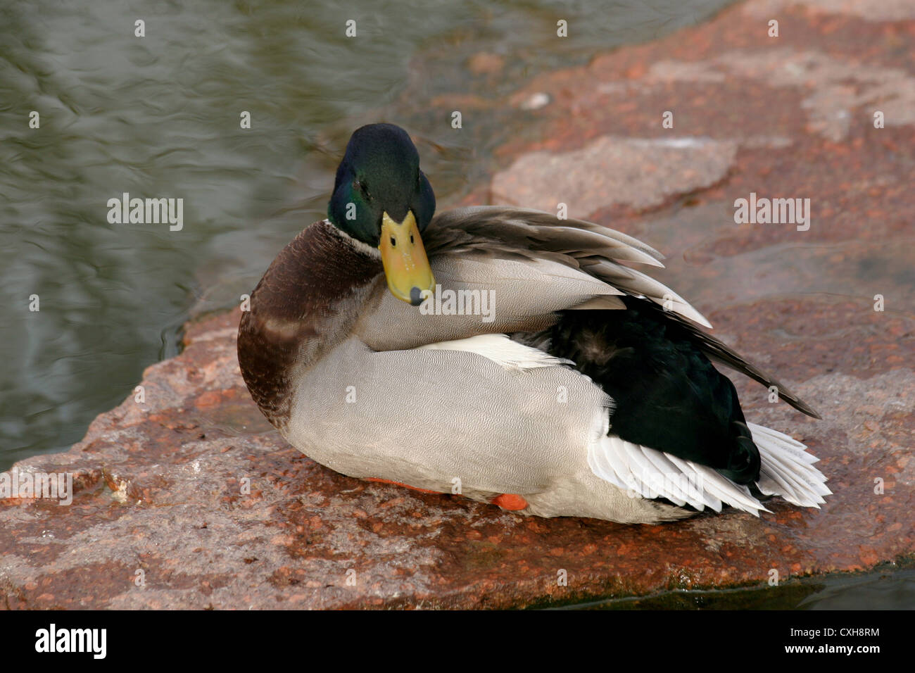 Esche Per Anatre A Batteria - Ali Rotanti, Realistiche, Per Caccia, Germano Reale - Foto 5