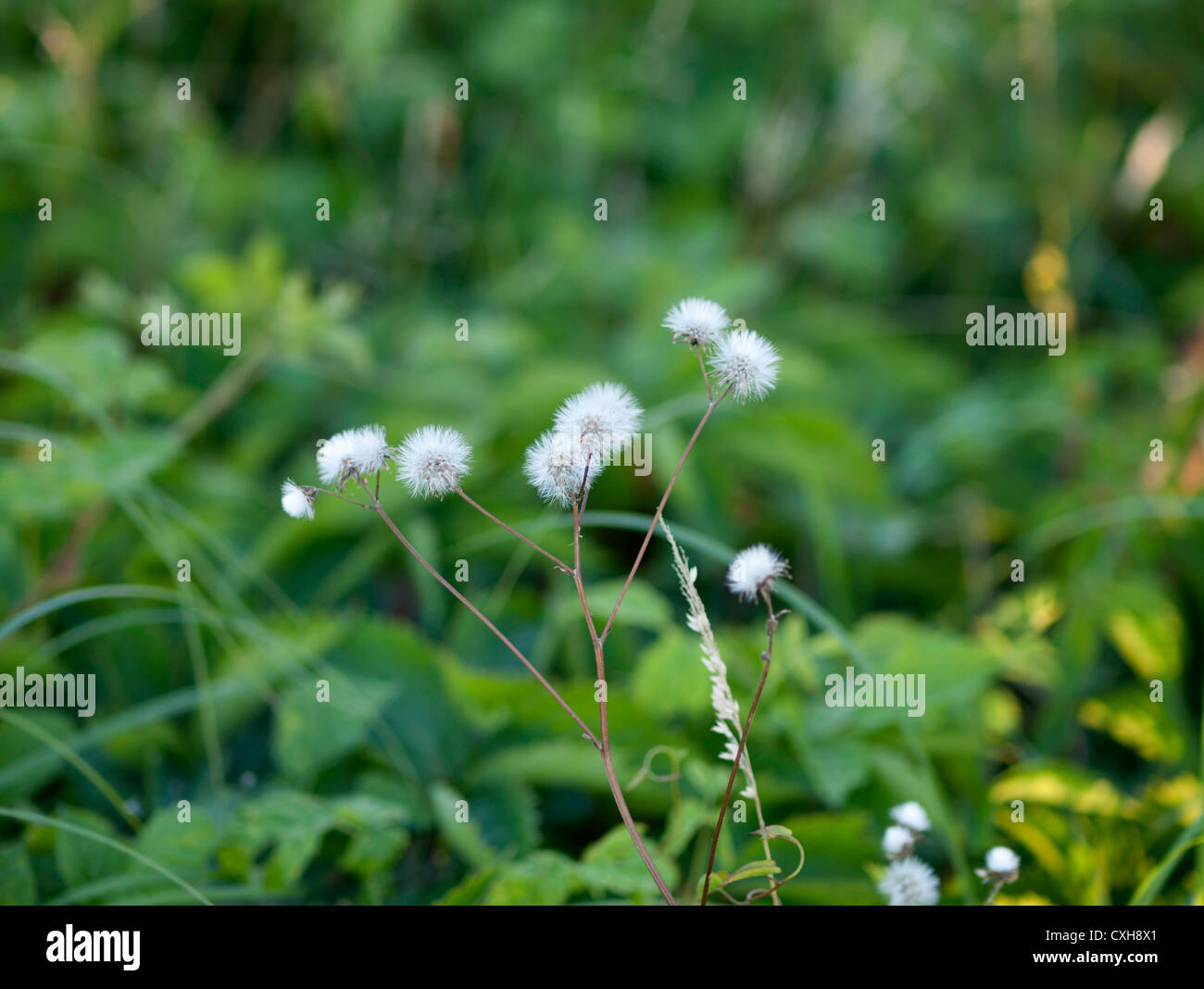 Campo comune impianto (wild) Foto Stock