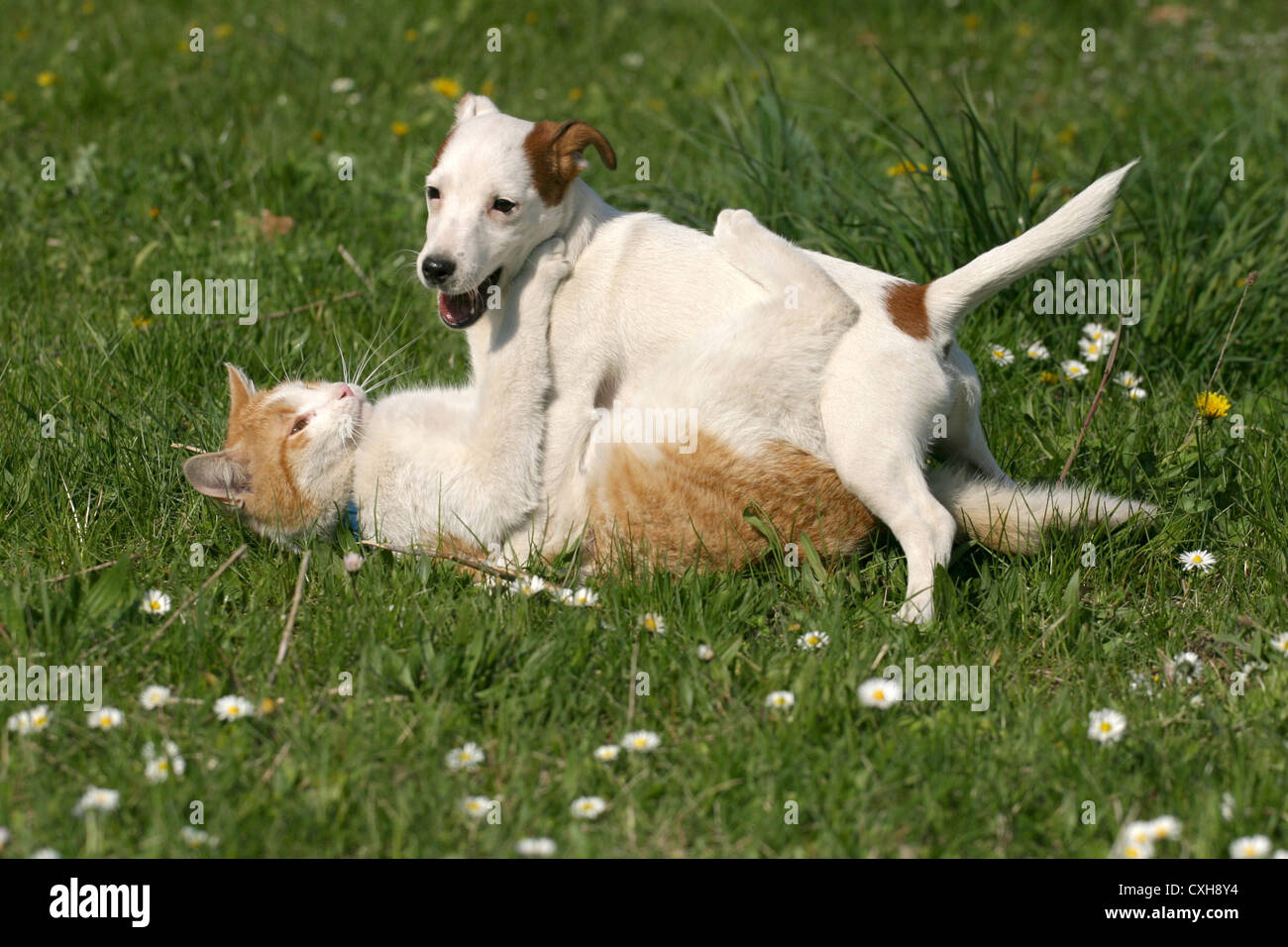 Di cane e di gatto in riproduzione Foto Stock