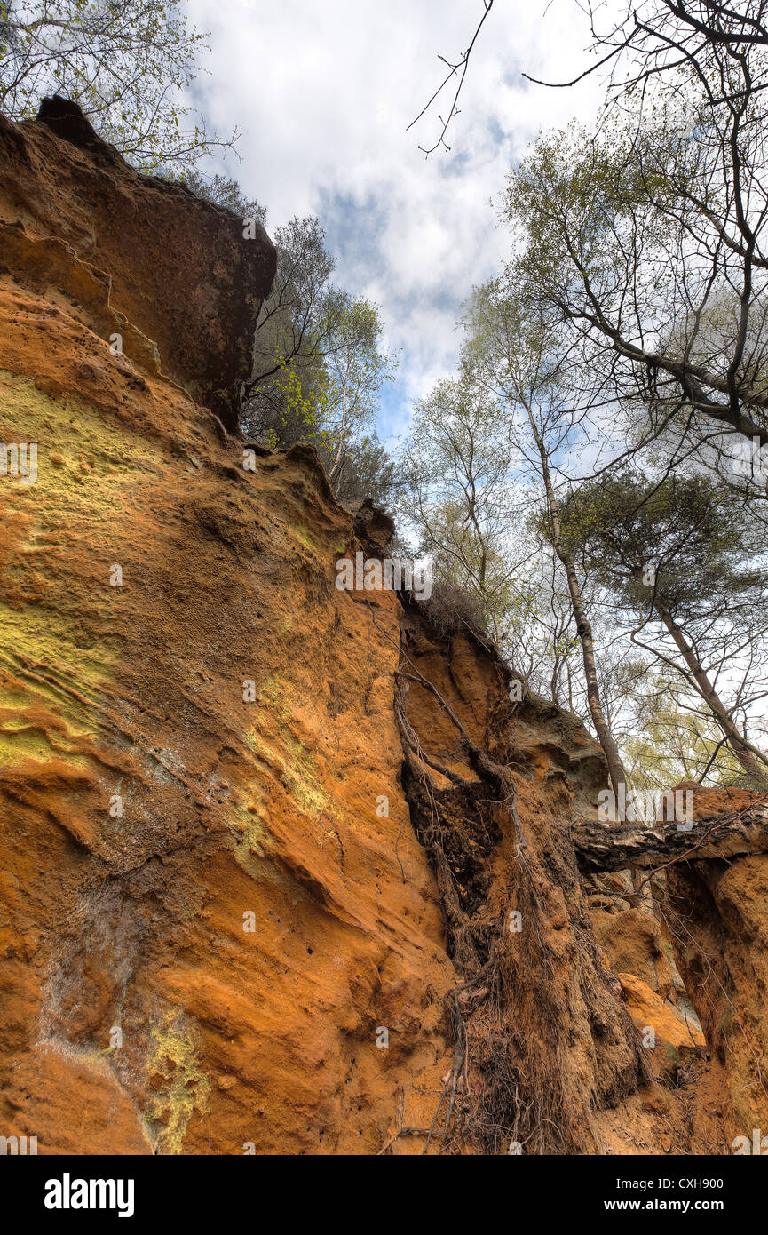 Greensand Ridge depositi di arenaria tree si blocca su questo appartata scogliera Foto Stock