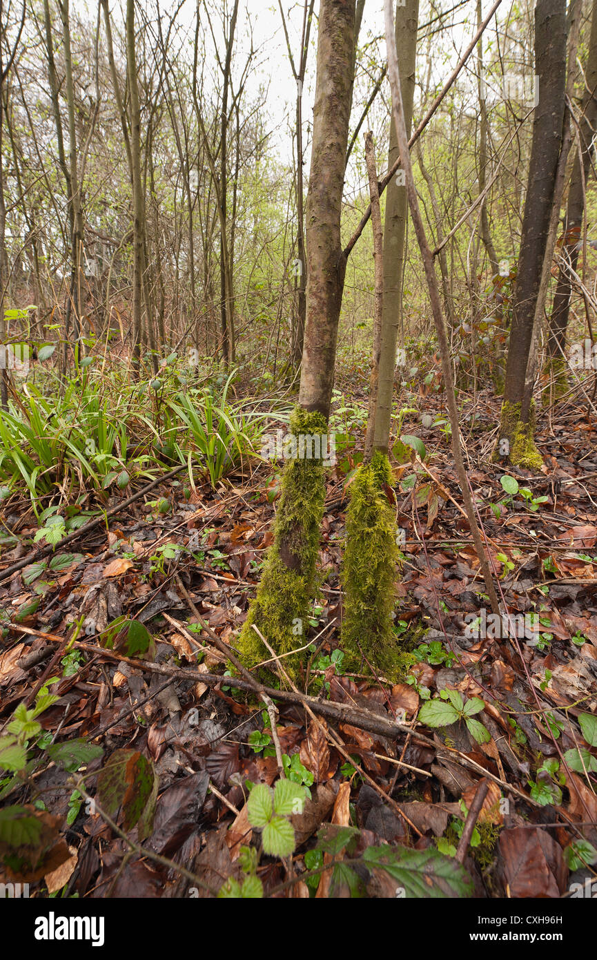 Eurhynchium praelongum colonizzazione del frassino alberello nel bosco di comune moss sottobosco nasconde figliata di foglia Foto Stock
