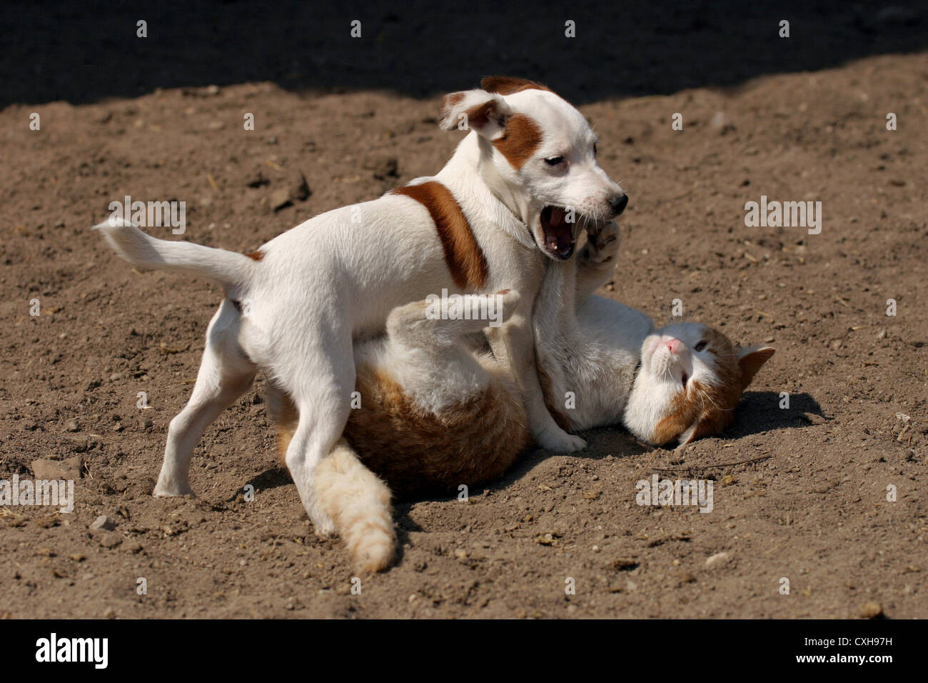La riproduzione del cane e del gatto Foto Stock