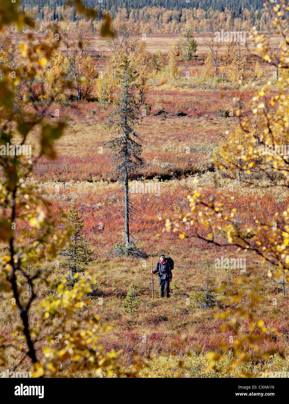 Trekker circondato da colori autunnali. La Lapponia, Finlandia Foto Stock