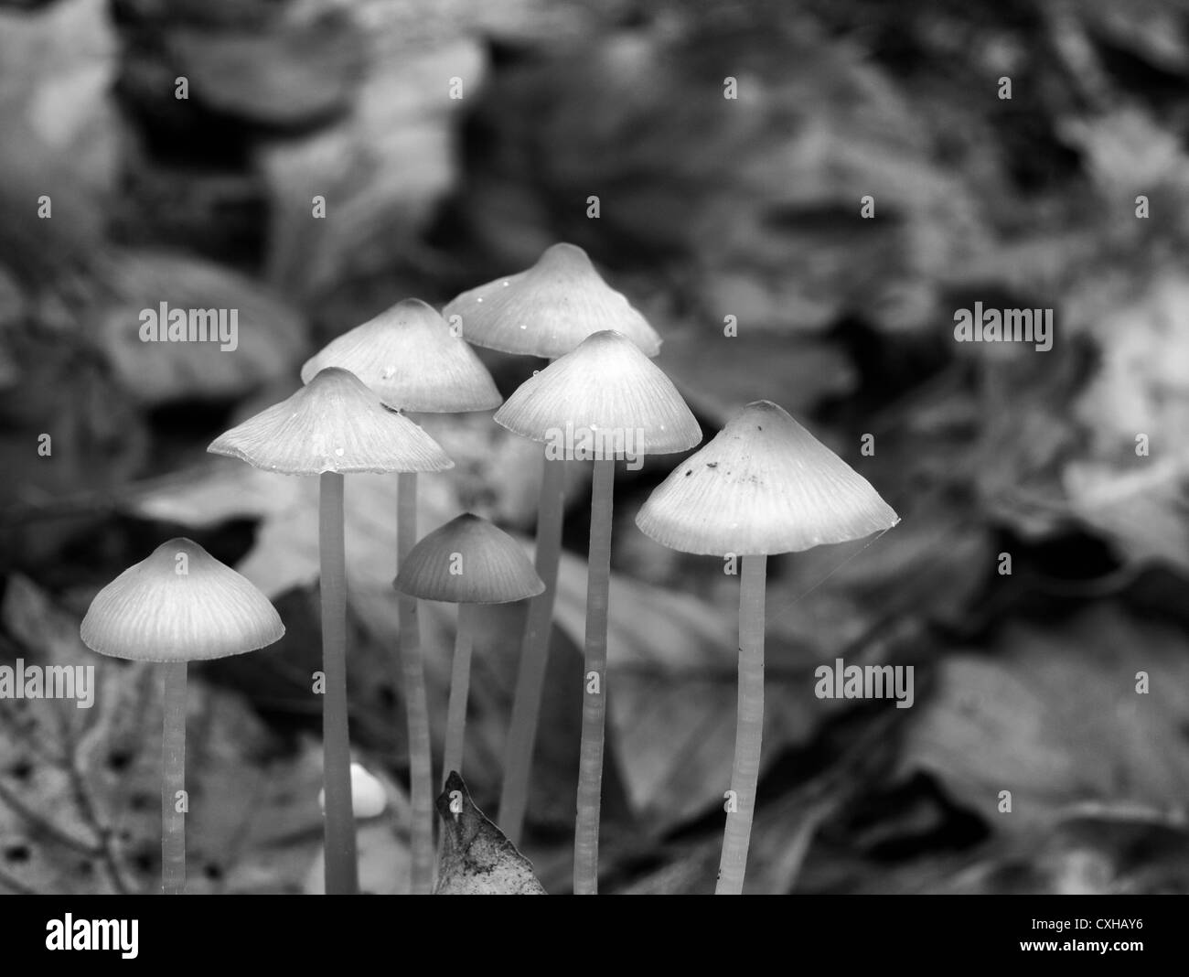 Psilocybe sp famiglia - immagine monocromatica Foto Stock