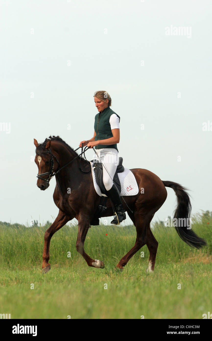 Il tedesco di equitazione stallone Pony di dressage della formazione Foto Stock