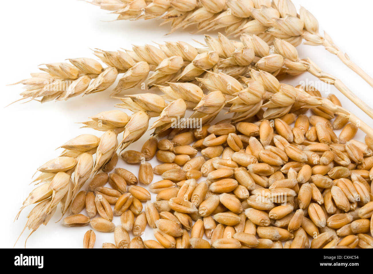 Cereali frumento e spike su sfondo lucido Foto Stock