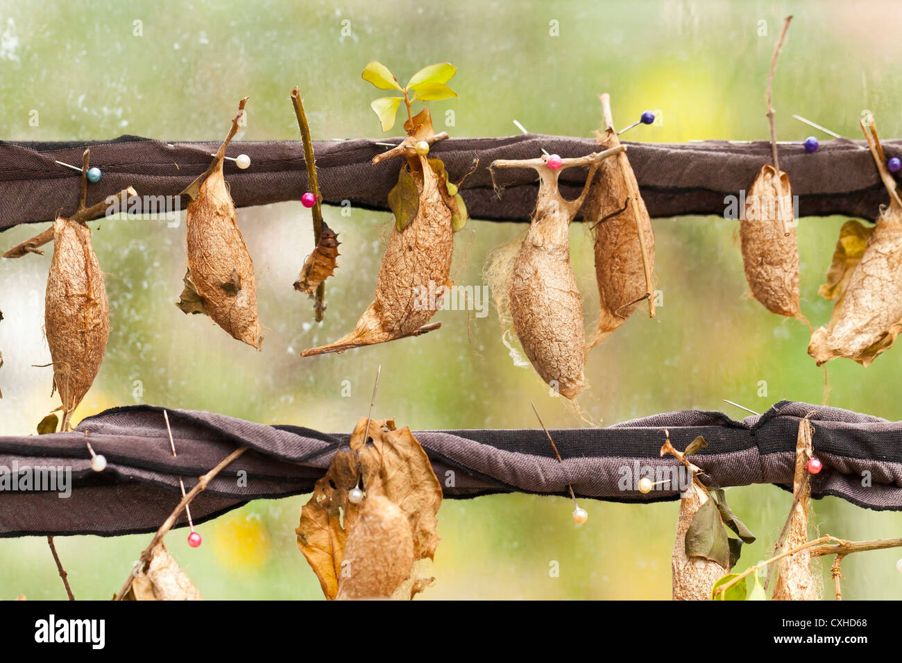 Bozzoli di farfalle butterfly nella stazione di allevamento Foto Stock