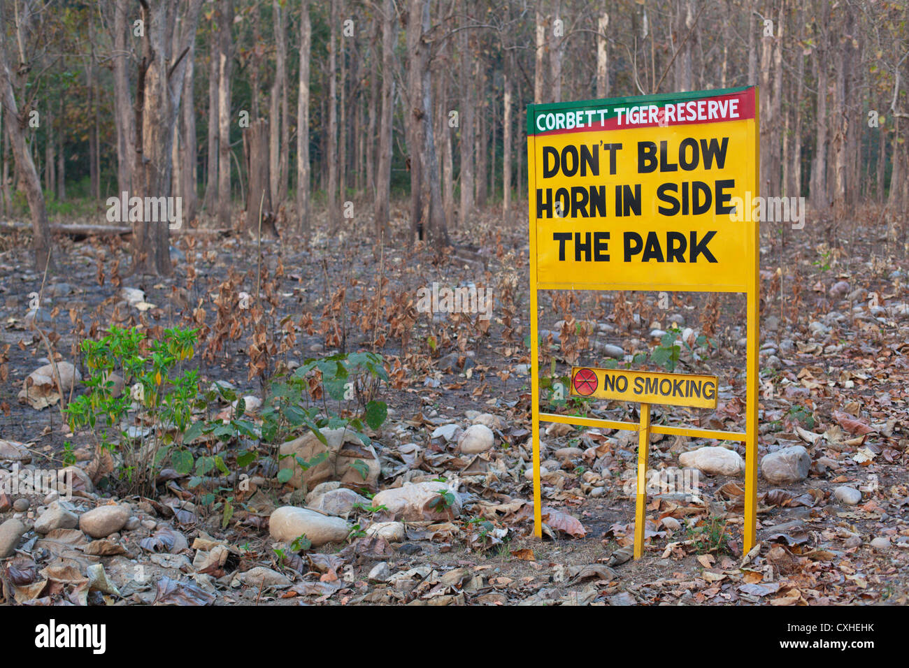 Strada per Dhikala area in Jim Corbett Riserva della Tigre, India. Foto Stock