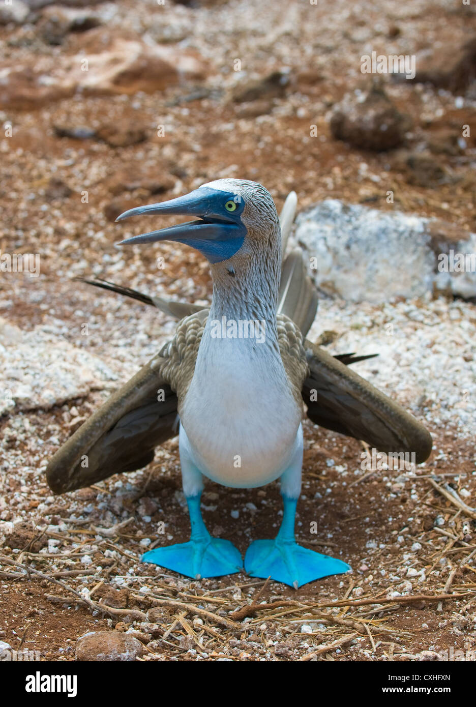 Blu-footed booby Foto Stock