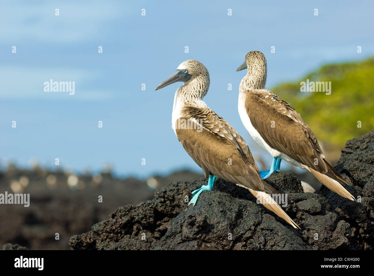 Blu-footed boobies Foto Stock