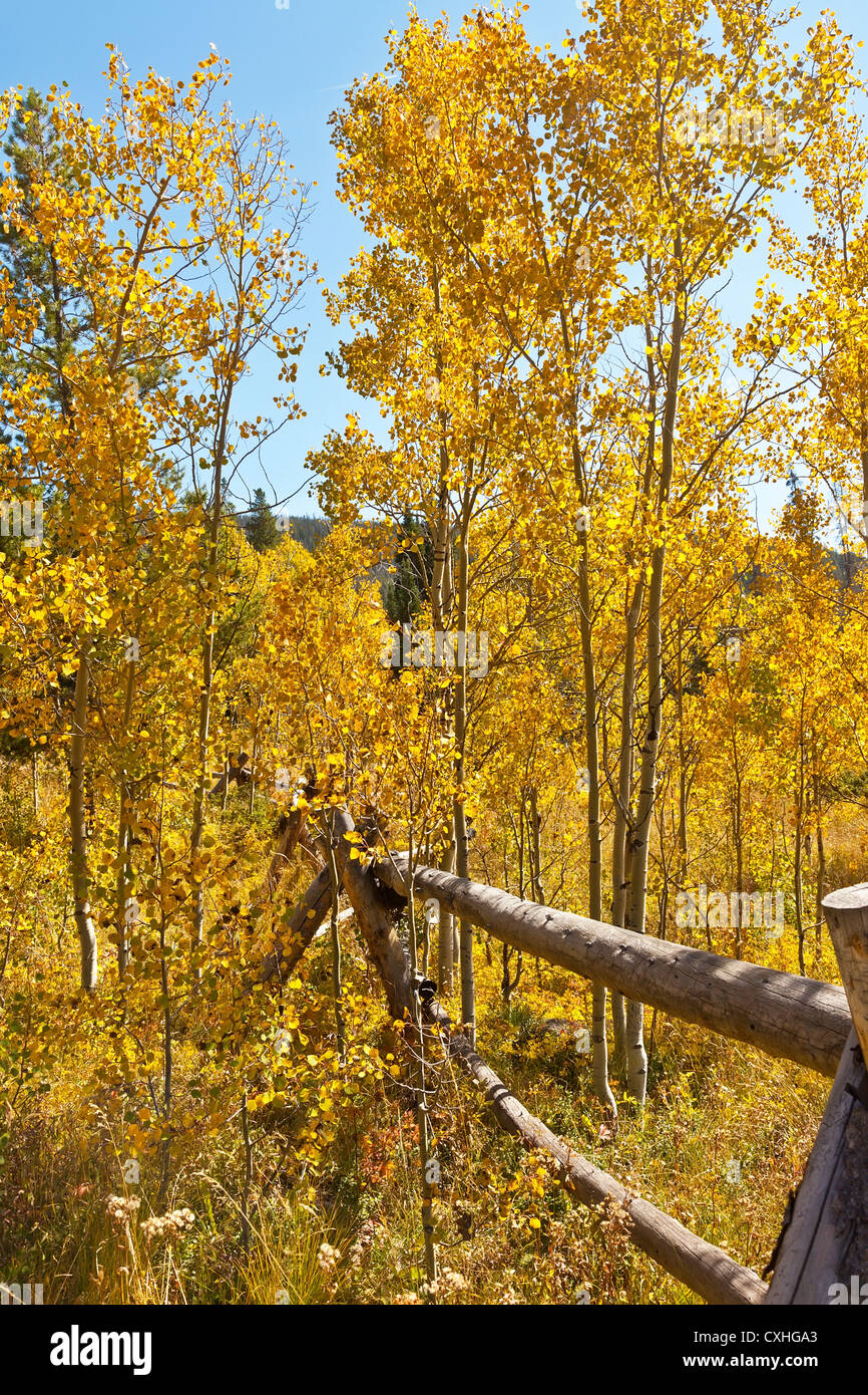 Rotture di recinzione e golden aspen alberi in Colorado Foto Stock