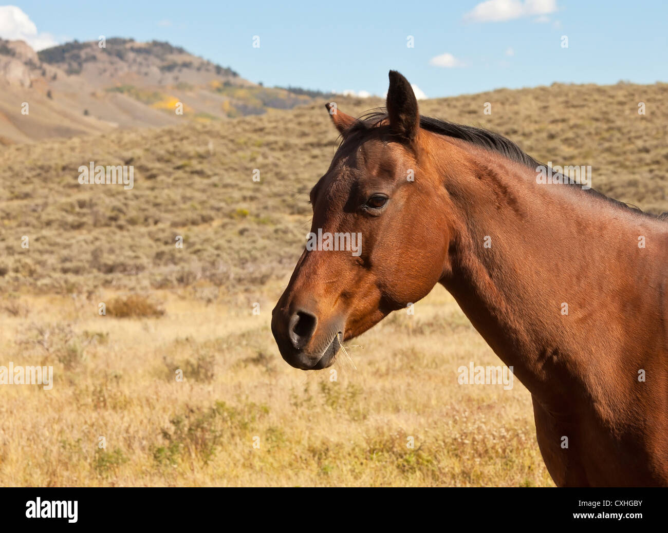 Marrone castagna cavallo in pascolo con mountain in background Foto Stock