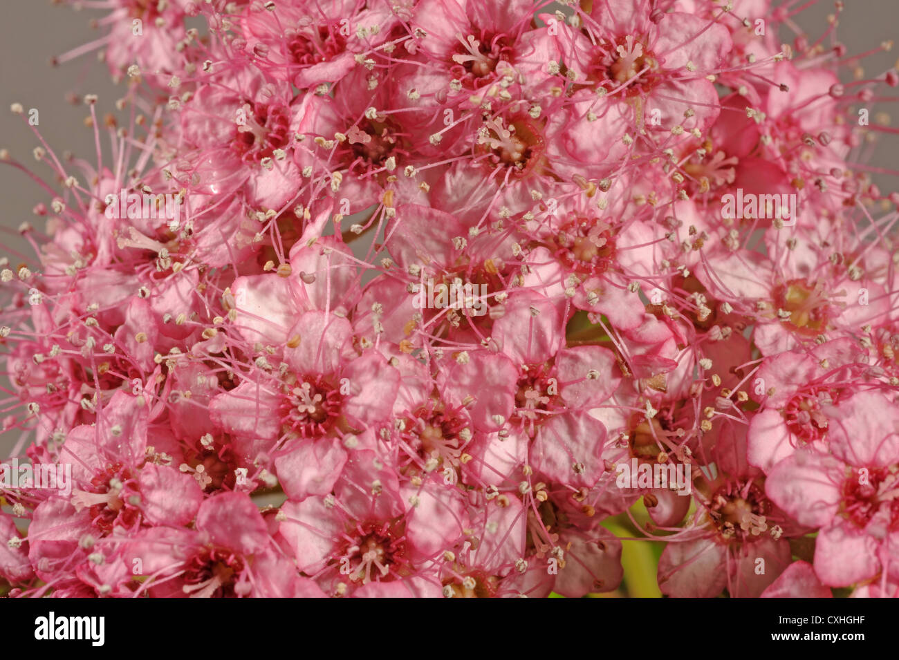 I fiori del giardino arbusto Spiraea japonica, fiori di colore rosa Foto Stock