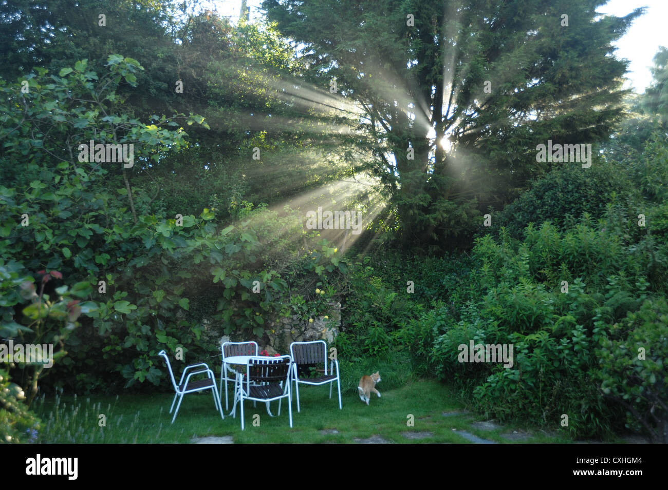 Il sole del mattino di raggi misty attraverso una conifera albero in un giardino Devon Foto Stock