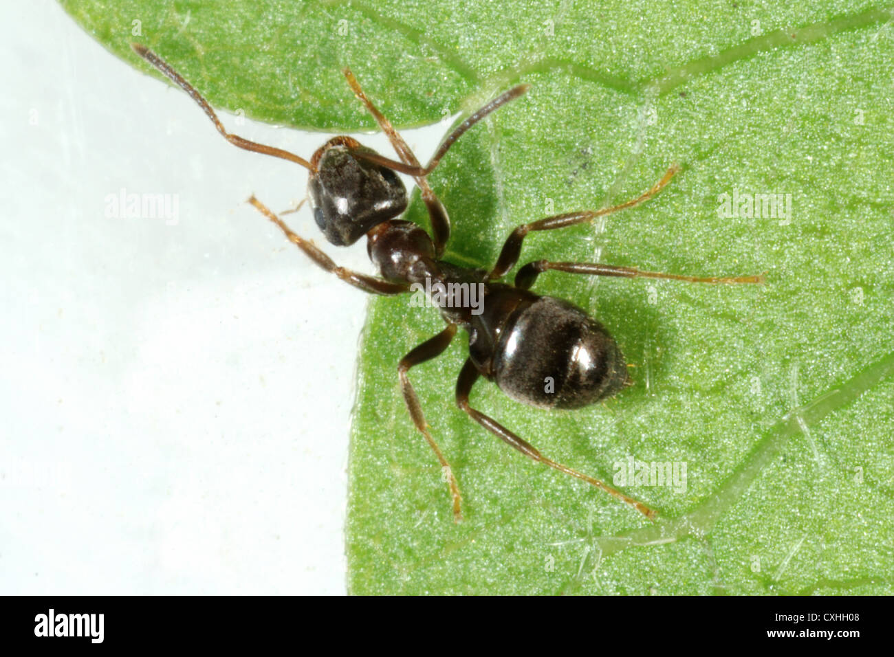 Black Ant (Lasius niger) su una foglia Foto Stock