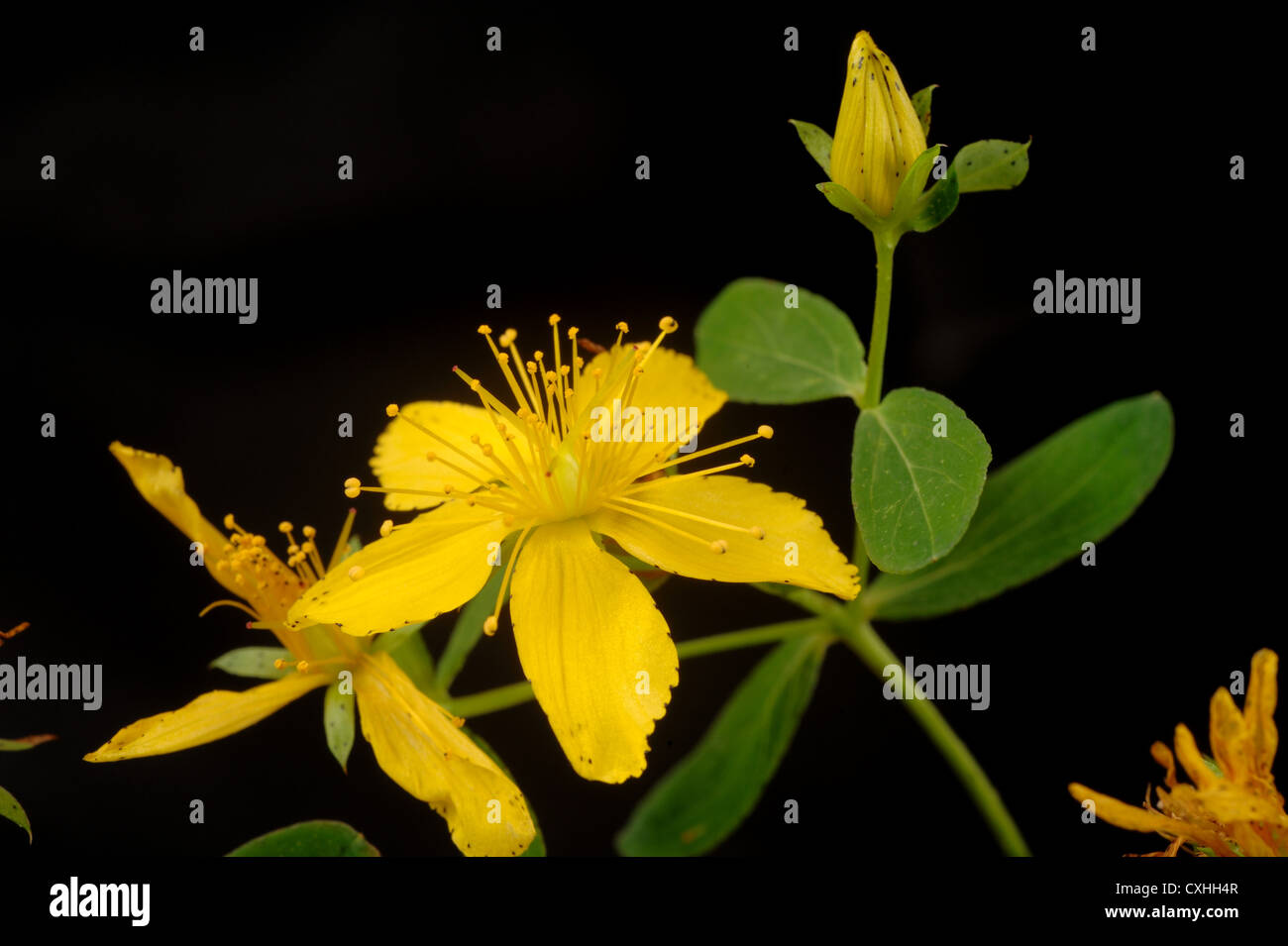 St John's wort Hypericum perforatum fiori gialli Foto Stock