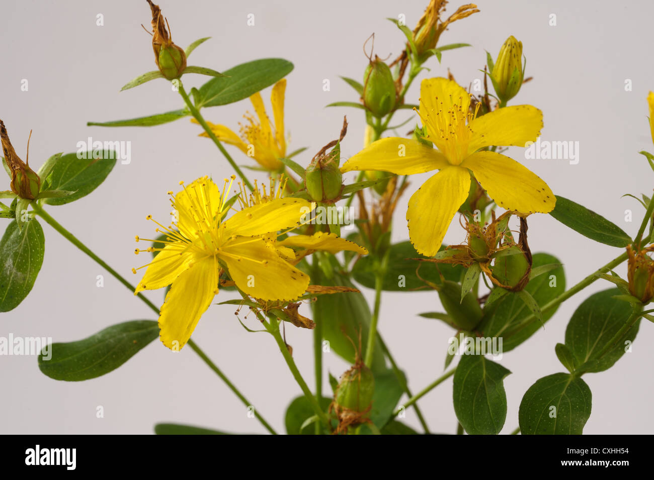 St John's wort Hypericum perforatum fiori gialli Foto Stock