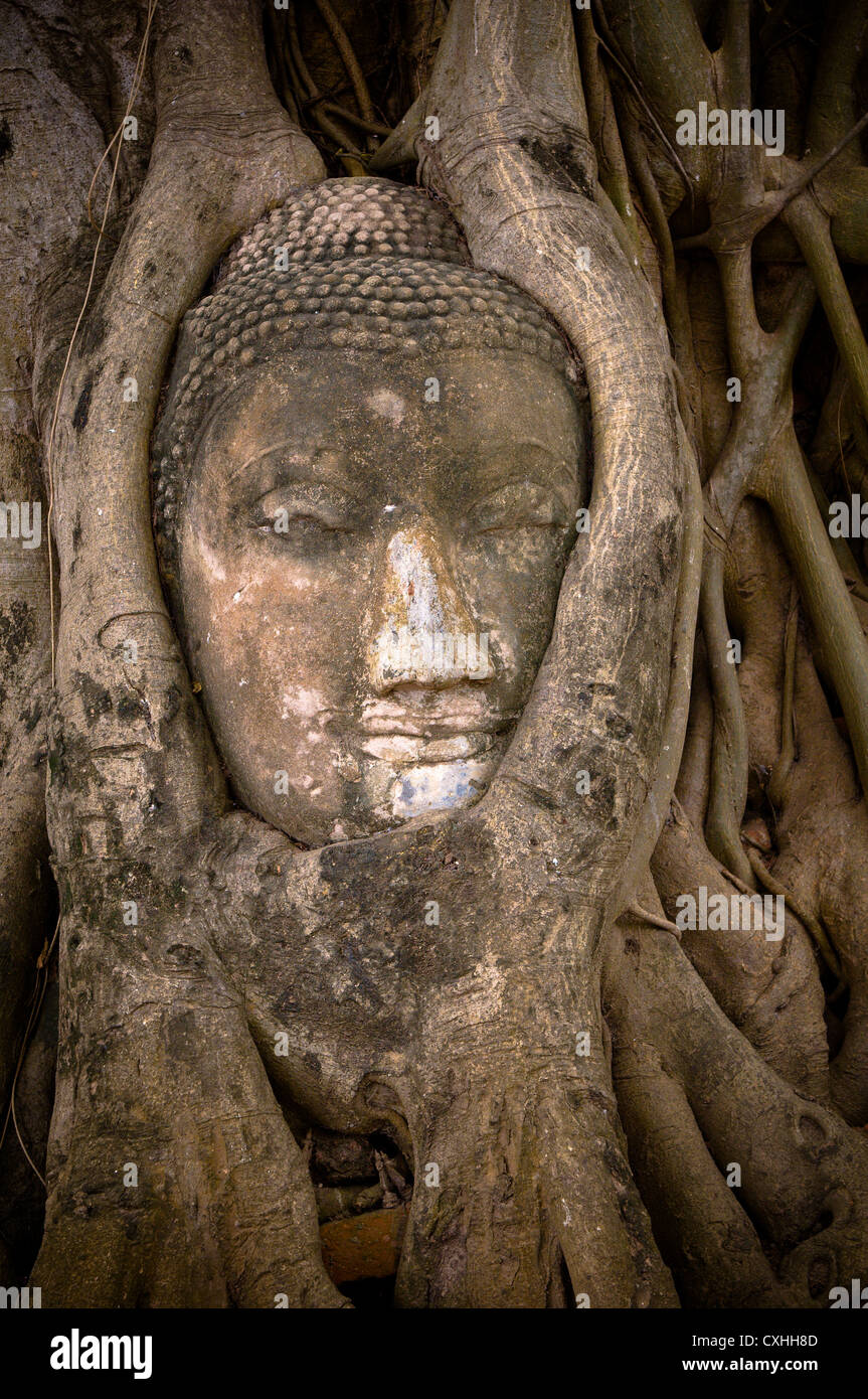 Del Buddha in testa banyan tree radici Foto Stock