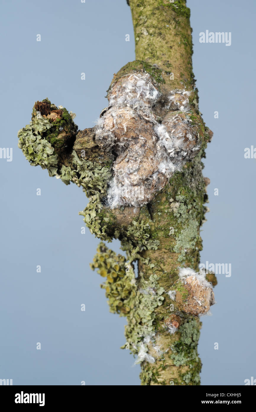 Lanosi afide Eriosoma lanigerum colony e cicatrici con estrusioni ceroso e afidi su legno di Apple Foto Stock