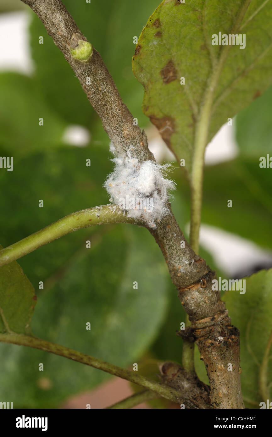 Lanosi afide Eriosoma lanigerum colony ed estrusioni ceroso su legno di Apple Foto Stock