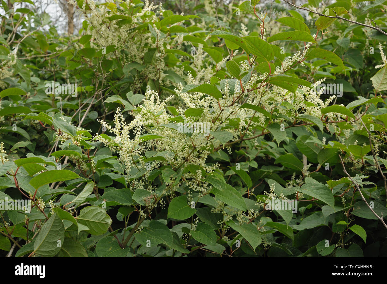 Knotweed giapponese (Reynoutria japonica)piante da fiore Foto Stock