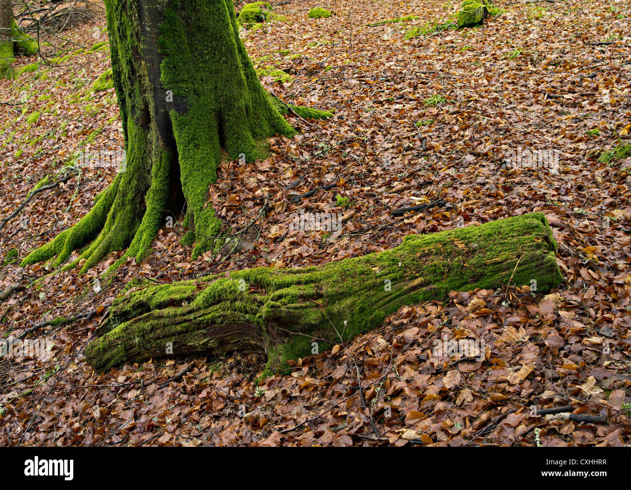 Moss-coperti e tronchi su foglia-bosco coperto piano, Killin, Perthshire, Scotland, Regno Unito Foto Stock