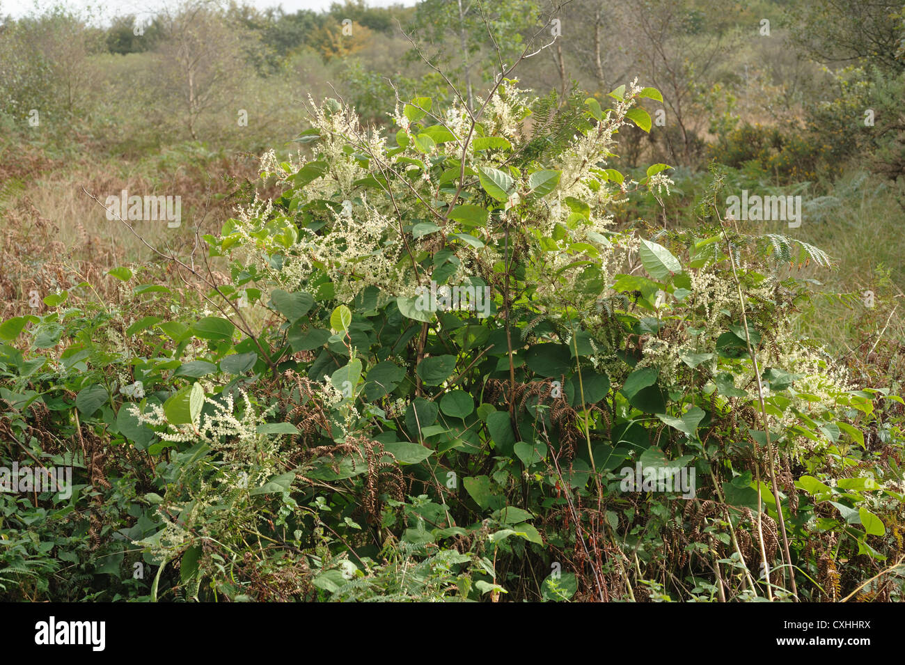 Knotweed giapponese (Reynoutria japonica)piante da fiore Foto Stock