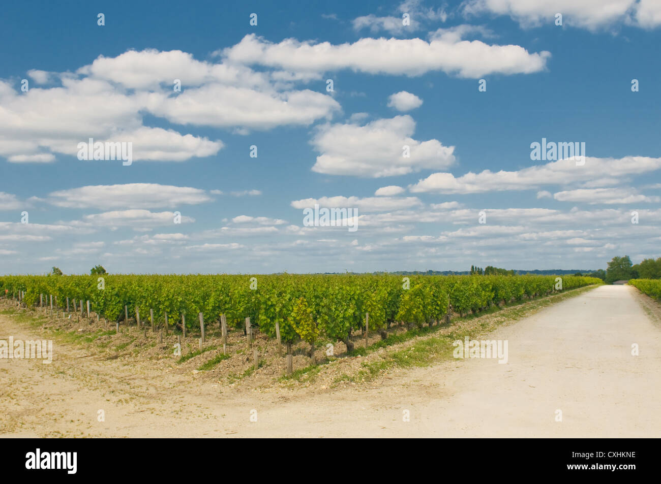 I vigneti di Bordeaux Foto Stock