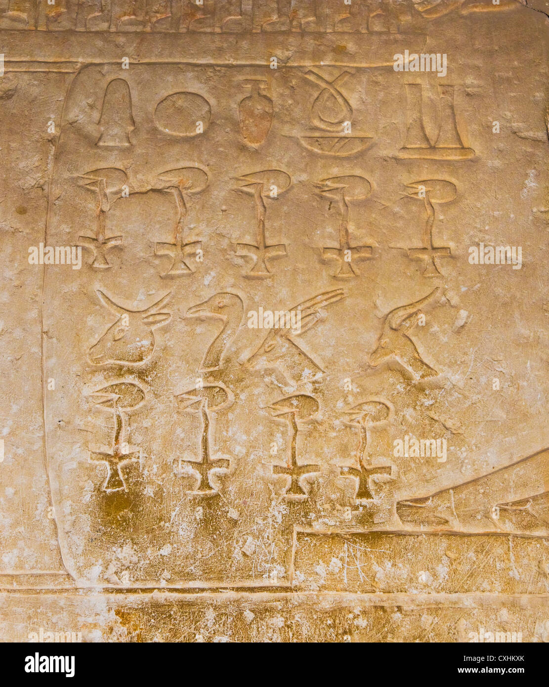 Geroglifici egiziani di Saqqarah, Cairo Foto Stock