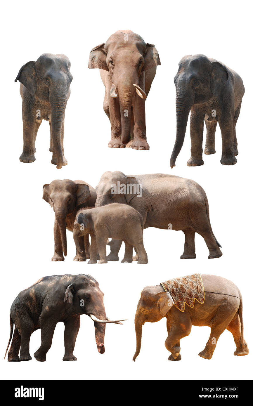 Set di elefante isolato Foto Stock