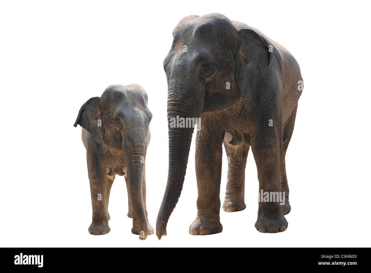 Due elefanti selvatici Foto Stock