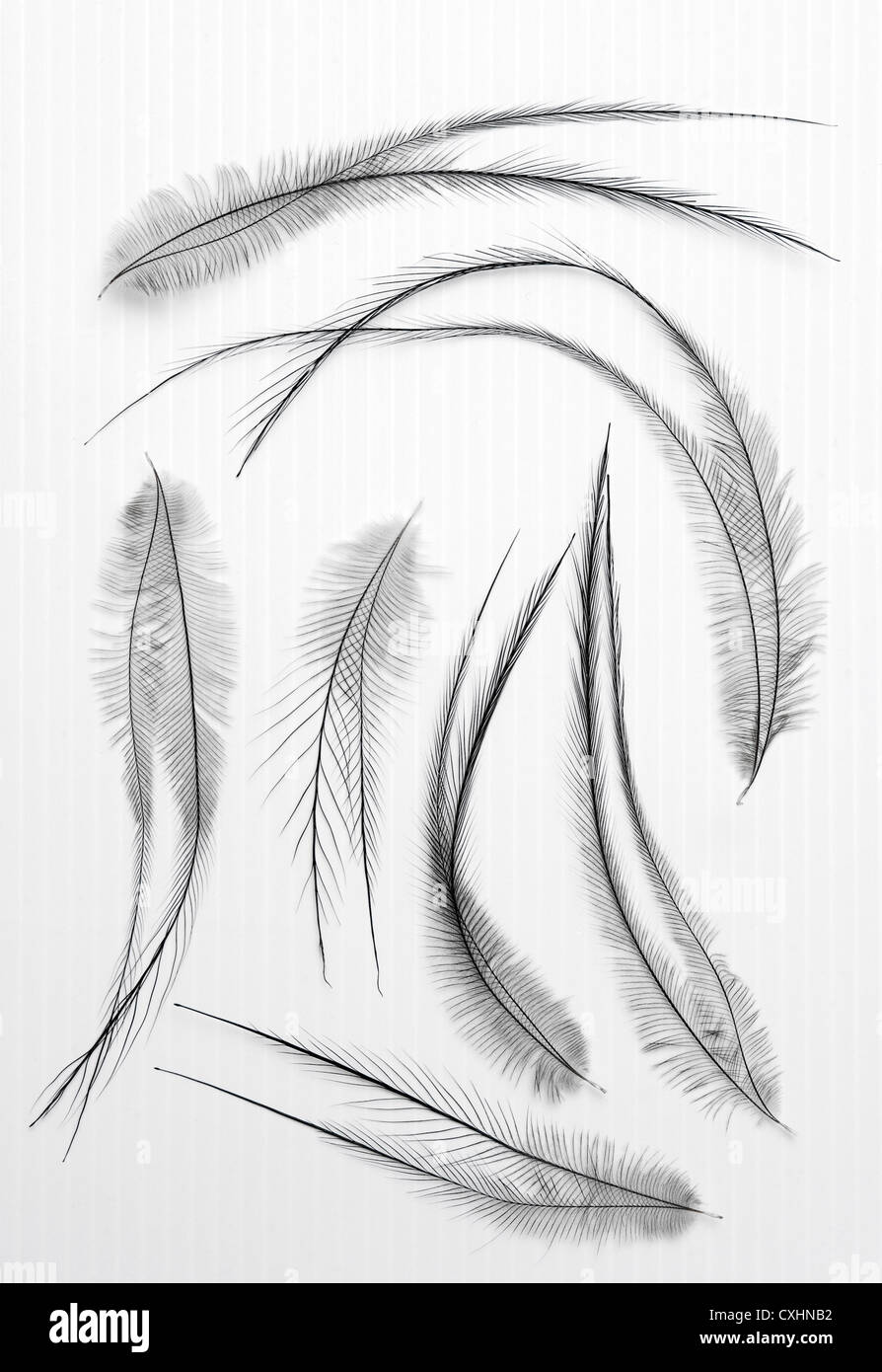 Le piume del Casuario Meridionale (Casuarius casuarius) Queensland, Australia. Foto Stock