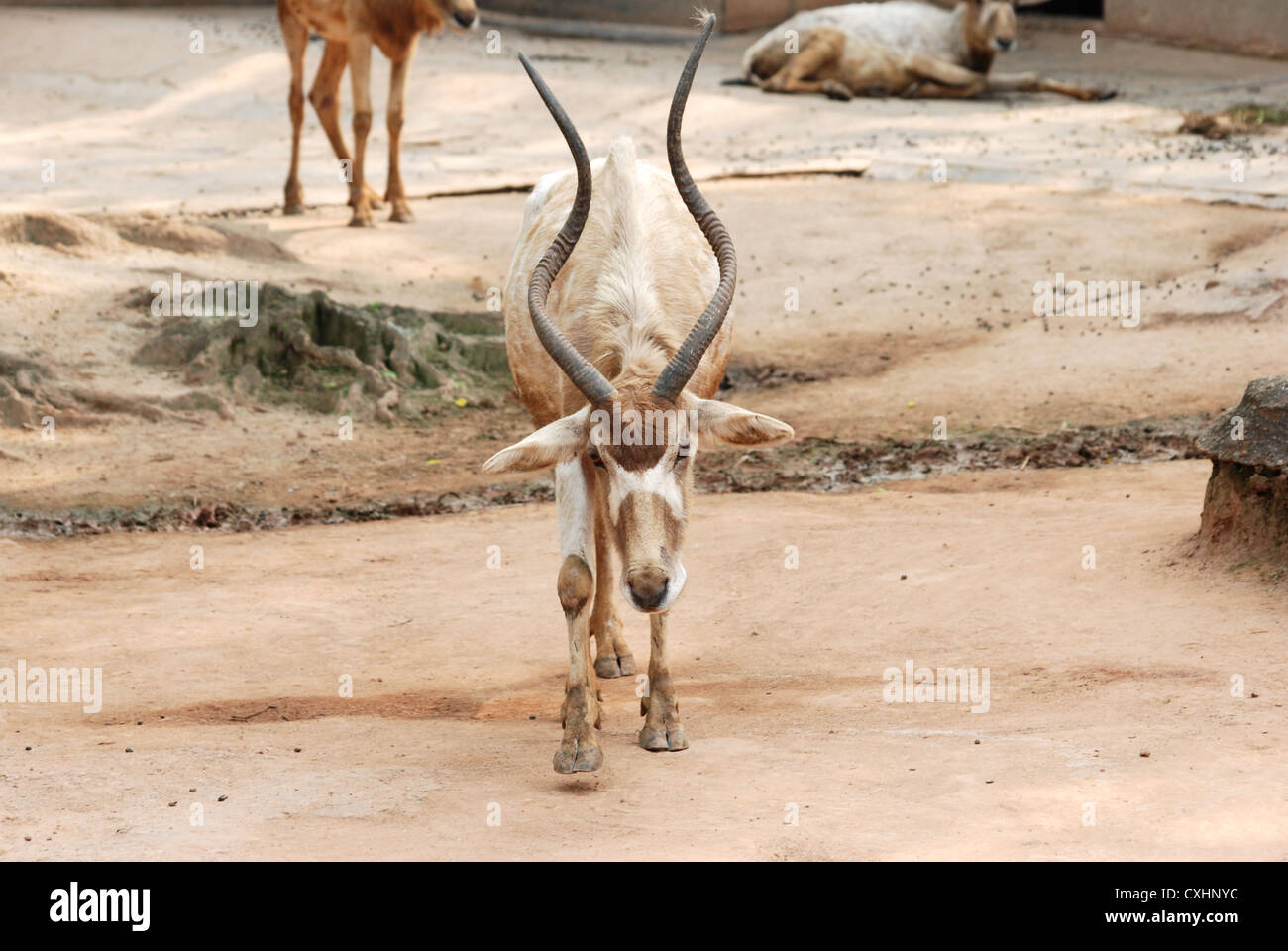 Animali africani oryx gemsbok Foto Stock