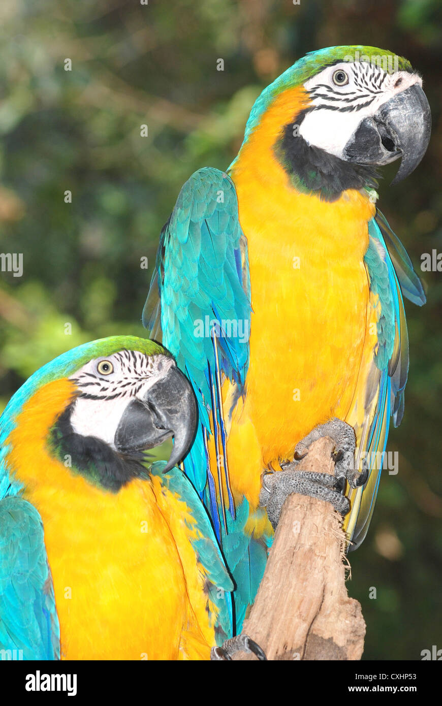 Ritratto macaw bird close up Foto Stock