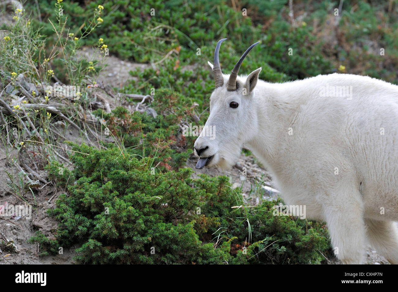 Un selvatici di montagna ritratto di capra. Foto Stock