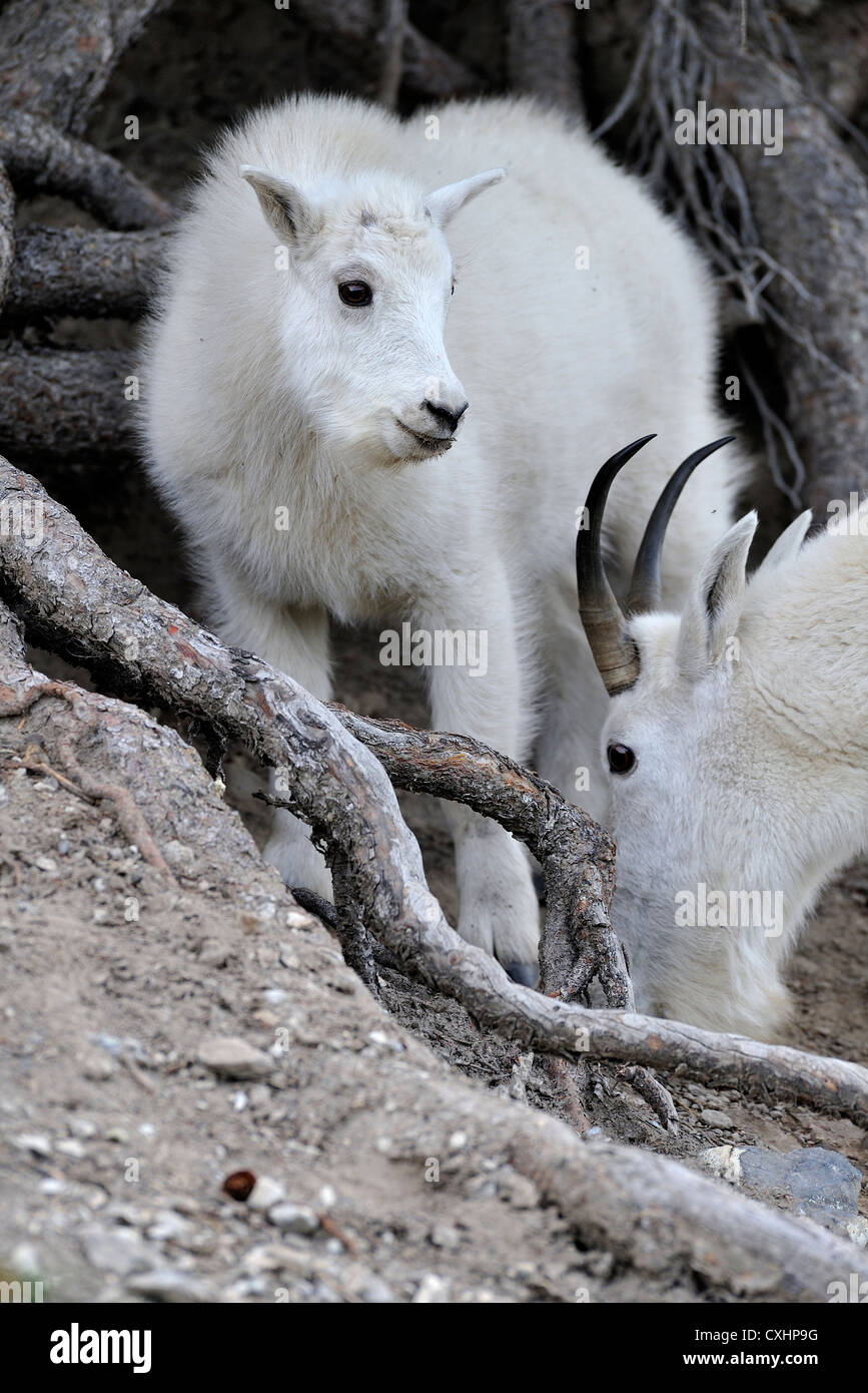 Una madre capre di montagna e il suo bambino Foto Stock