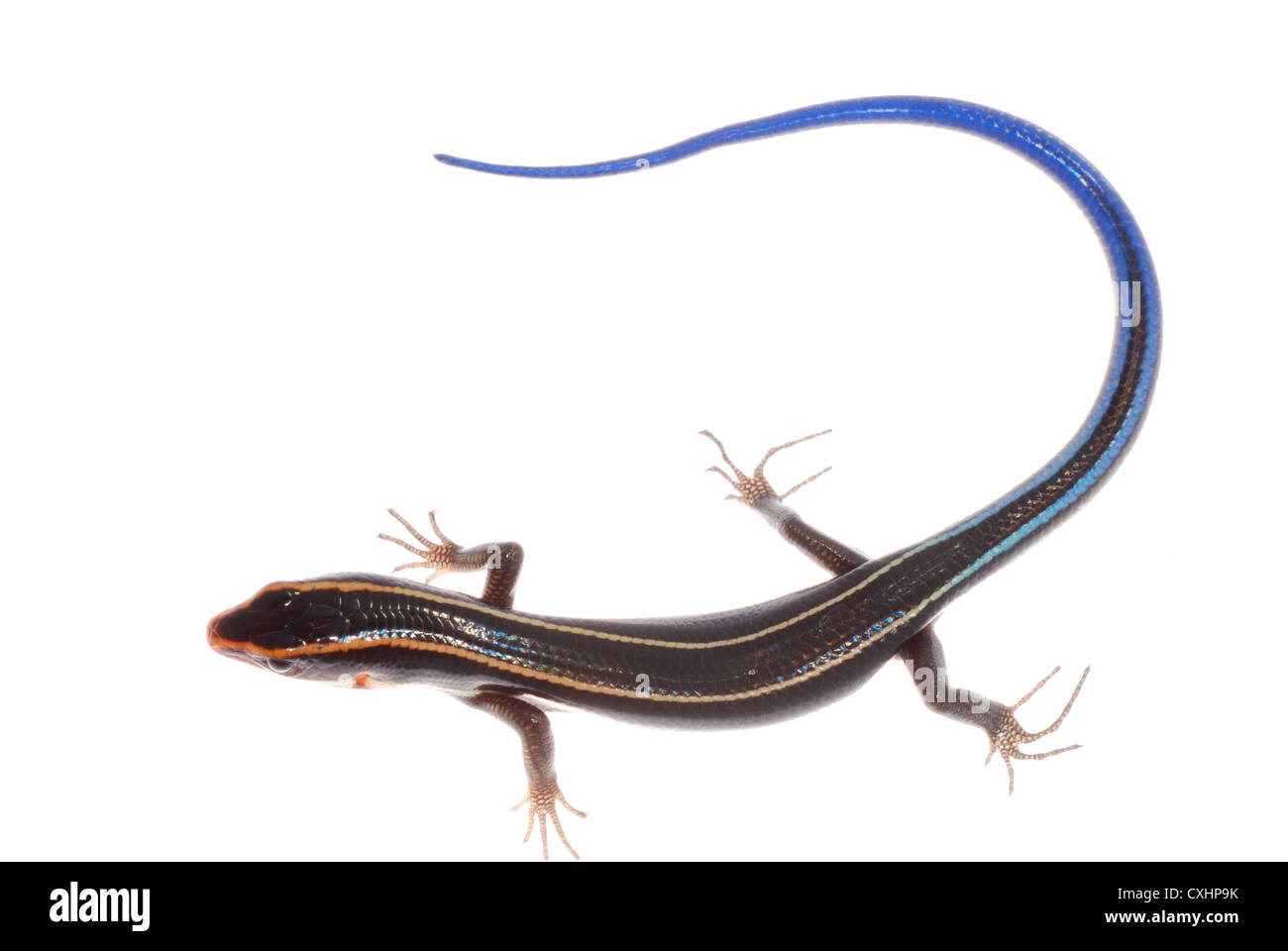 Coda blu skink lizard Foto Stock