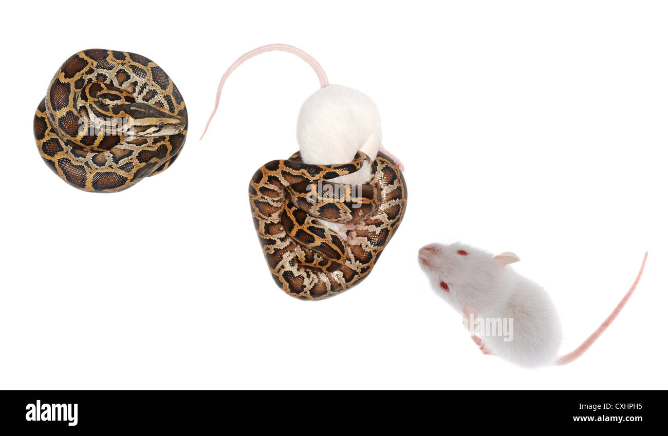Boa Serpente Mangiare rat Foto Stock