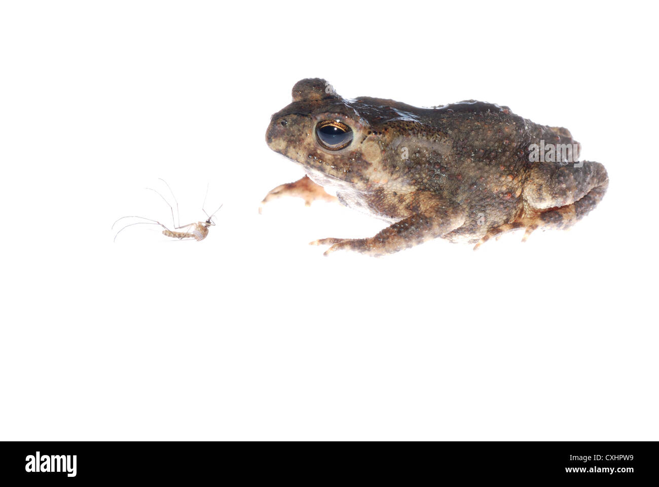 Il rospo animale guardare mosquito bug Foto Stock